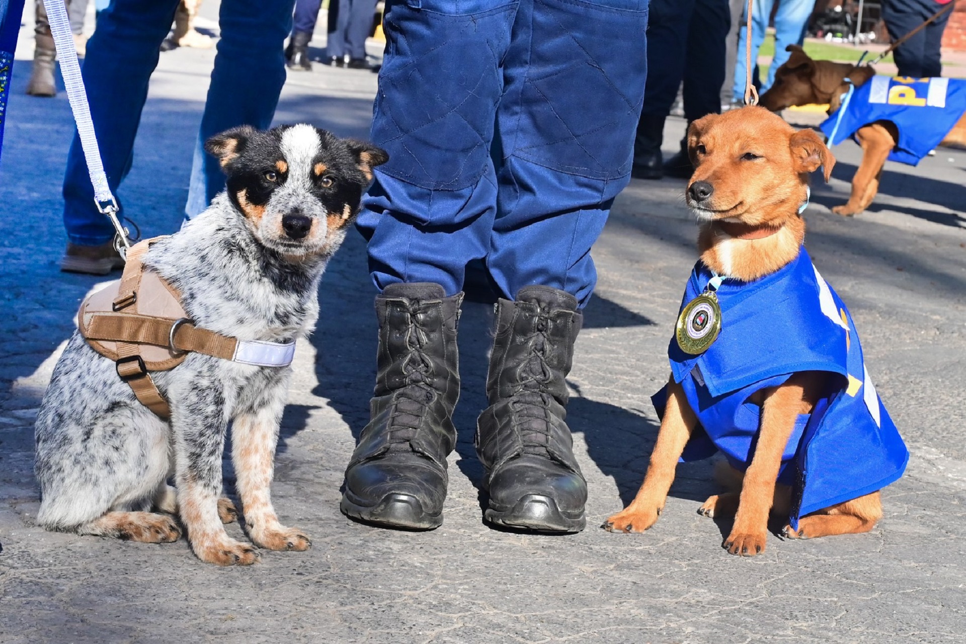 La policía incorporó 31 binomios de guías y perros detectores de estupefacientes